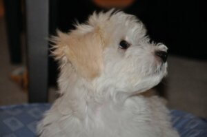 Pat's new white Maltese puppy Gizmo