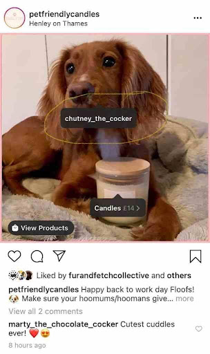 Ppicture on Instagram of a dog holding a scented candle from the account @petfriendlycandles.